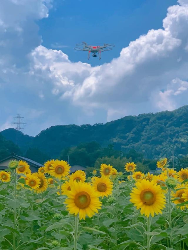 ドローンクルーズ 10万本のひまわり畑に抱かれて 石川県白山市 Drone Media
